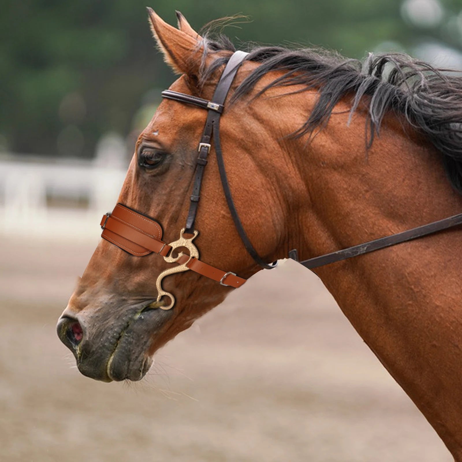 Equipaggiamento per cavallo Imbottito regolabile